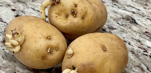 Chemical manufacturing plant to keep potatoes from sprouting could go in Ascension