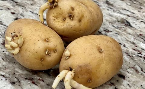 Chemical manufacturing plant to keep potatoes from sprouting could go in Ascension (Courtesy: Heather Kirk-Ballard)