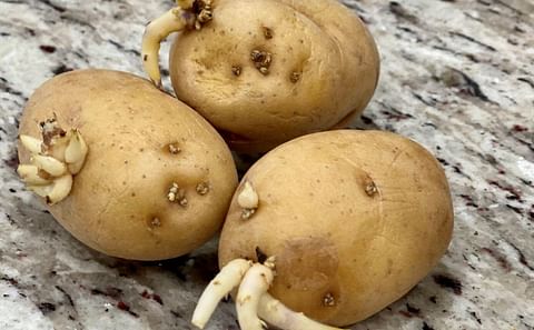 Chemical manufacturing plant to keep potatoes from sprouting could go in Ascension (Courtesy: Heather Kirk-Ballard) Chemical manufacturing plant to keep potatoes from sprouting could go in Ascension (Courtesy: Heather Kirk-Ballard)