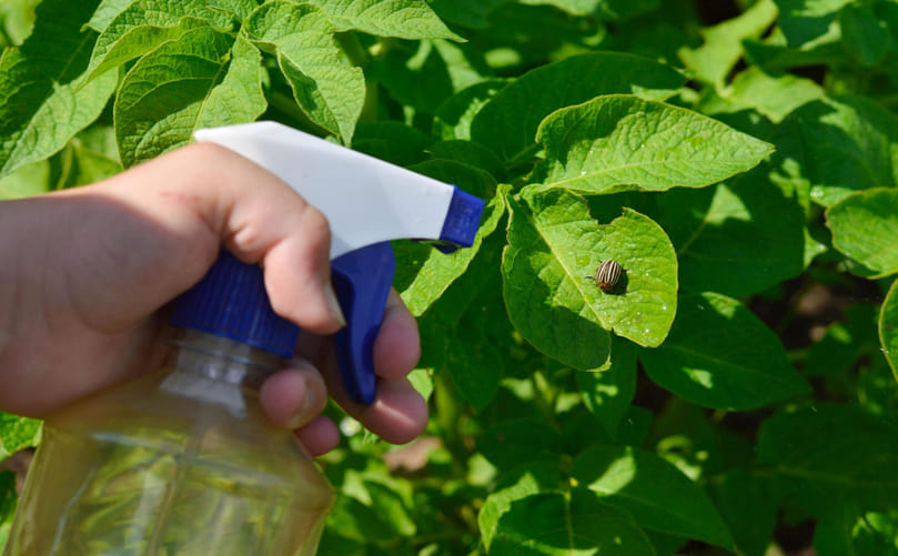Insecticide Application in Potato Fields for Colorado Potato Beetle Control Insecticide Application in Potato Fields for Colorado Potato Beetle Control