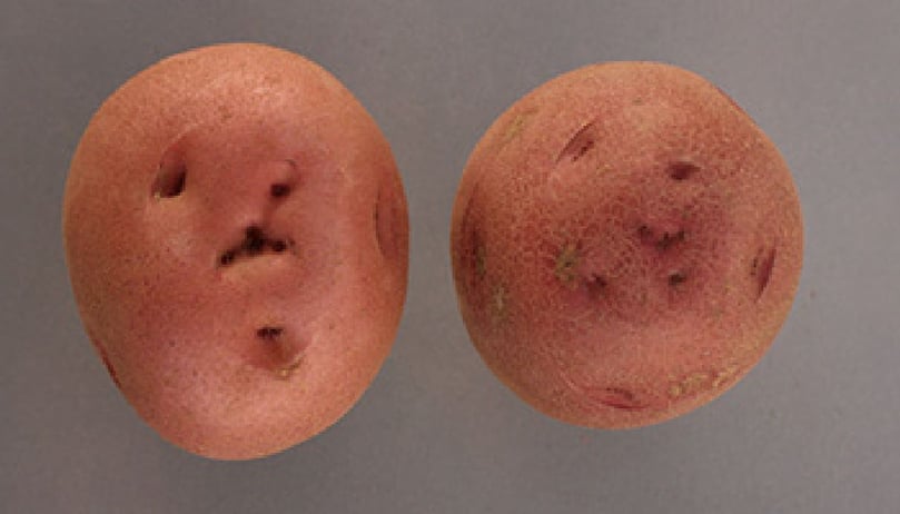 Some alternative potato varieties stood out above the rest including Chieftain, a red potato variety (pictured above), in Happy Valley-Goose Bay, and Alaska Bloom, a yellow potato variety (not pictured), in Whitehorse. Some alternative potato varieties stood out above the rest including Chieftain, a red potato variety (pictured above), in Happy Valley-Goose Bay, and Alaska Bloom, a yellow potato variety (not pictured), in Whitehorse.
