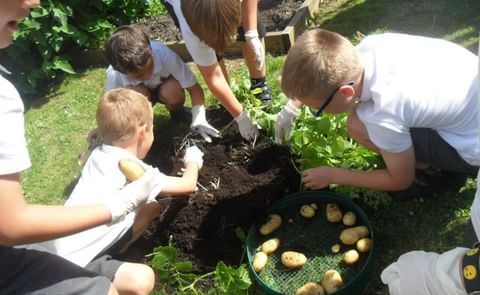 Children will have the chance to grow and harvest their own potatoes Children will have the chance to grow and harvest their own potatoes