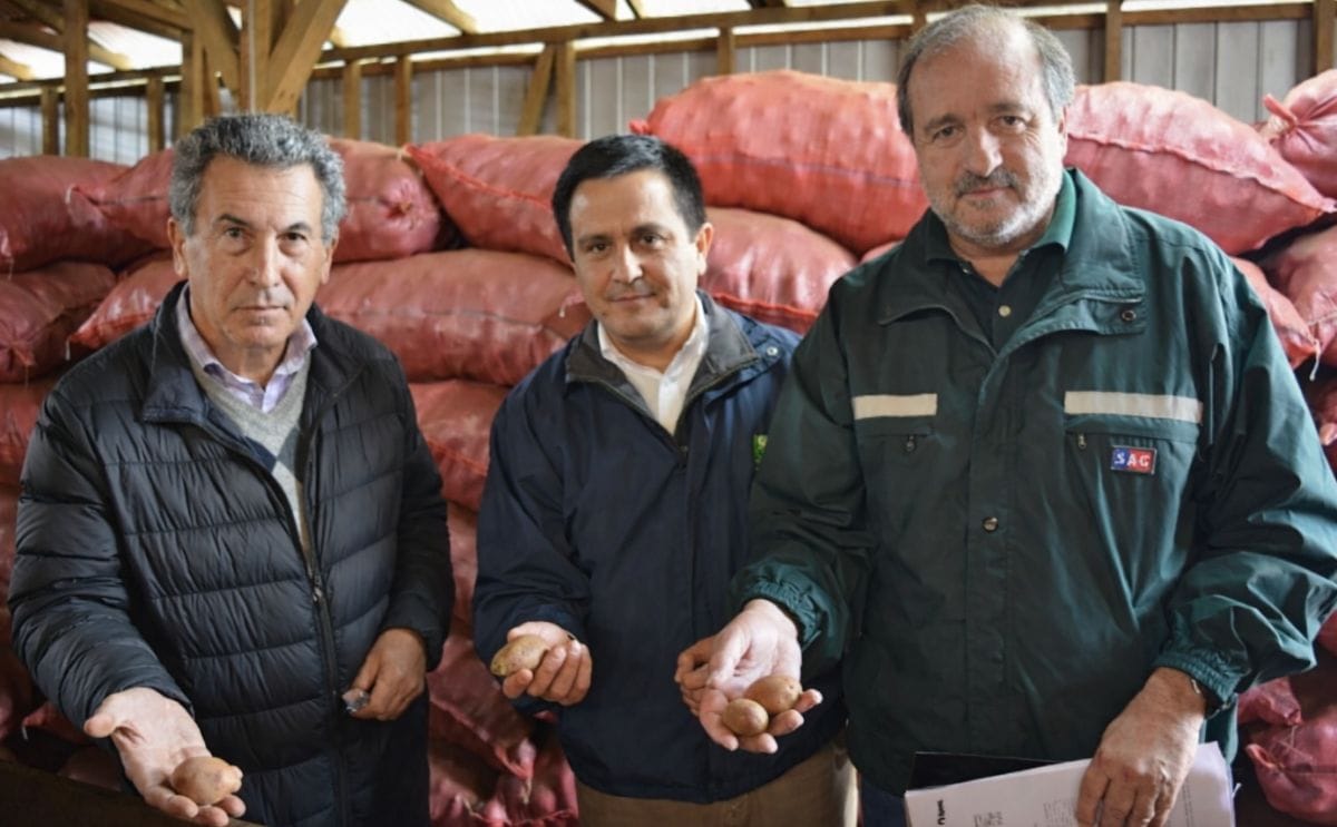 Chile: INIA y SAG formarán líderes en producción de semilla de papa Chile: INIA y SAG formarán líderes en producción de semilla de papa