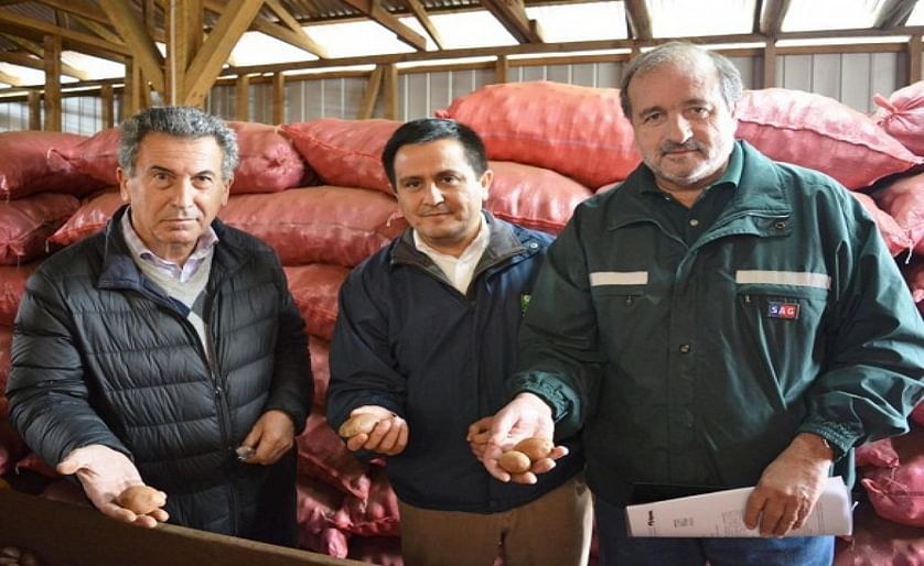 Chile: INIA y SAG formarán líderes en producción de semilla de papa