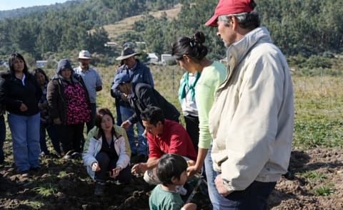 Agricultores chilenos aprenden a prevenir y manejar enfermedades de la papa Agricultores chilenos aprenden a prevenir y manejar enfermedades de la papa