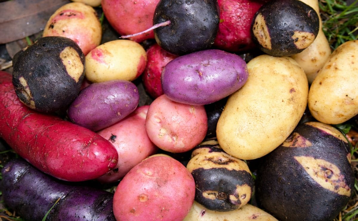 Chile: Con papa nativa quieren ponerle color a los alimentos