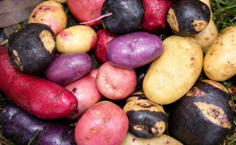 Chile: Con papa nativa quieren ponerle color a los alimentos Chile: Con papa nativa quieren ponerle color a los alimentos