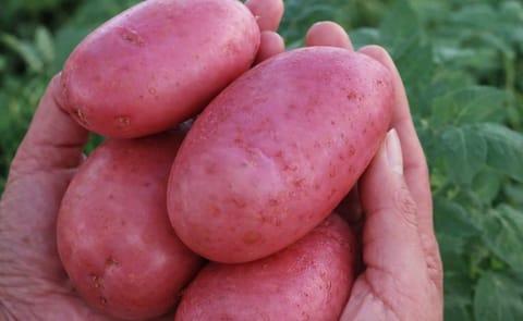 Chile: Cuarentena por nematodo dorado de la papa podría durar 15 años Chile: Cuarentena por nematodo dorado de la papa podría durar 15 años