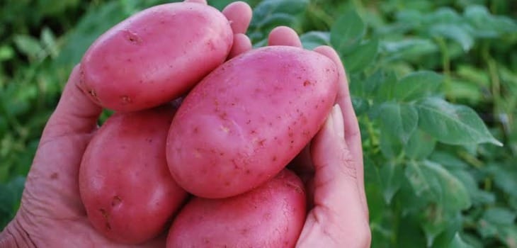 Chile: Cuarentena por nematodo dorado de la papa podría durar 15 años