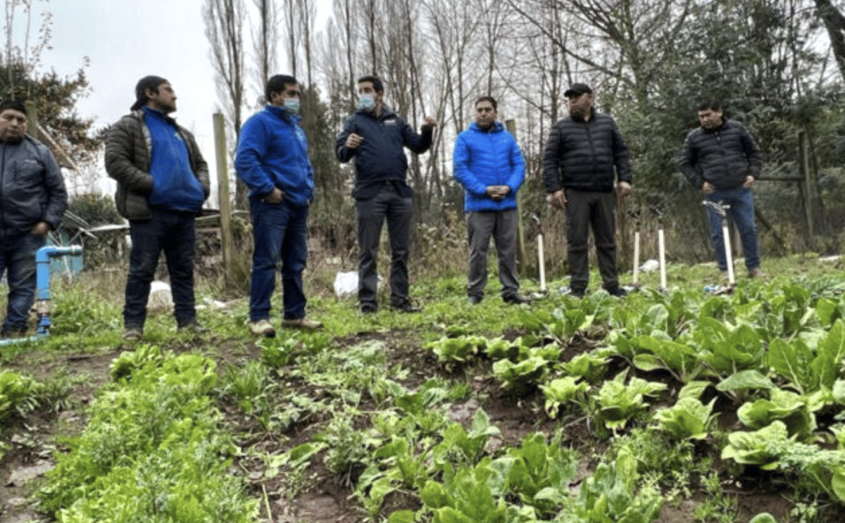 Indap incentivará producción de papa con plan Siembra por Chile.
