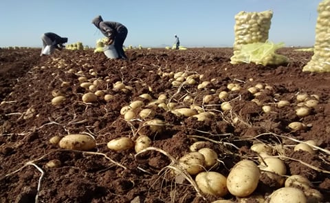 Chile: La ola de calor no causó daños graves en los cultivos Chile: La ola de calor no causó daños graves en los cultivos
