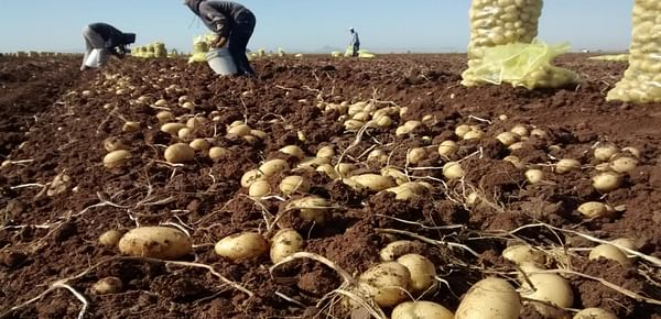 Chile: La ola de calor no causó daños graves en los cultivos