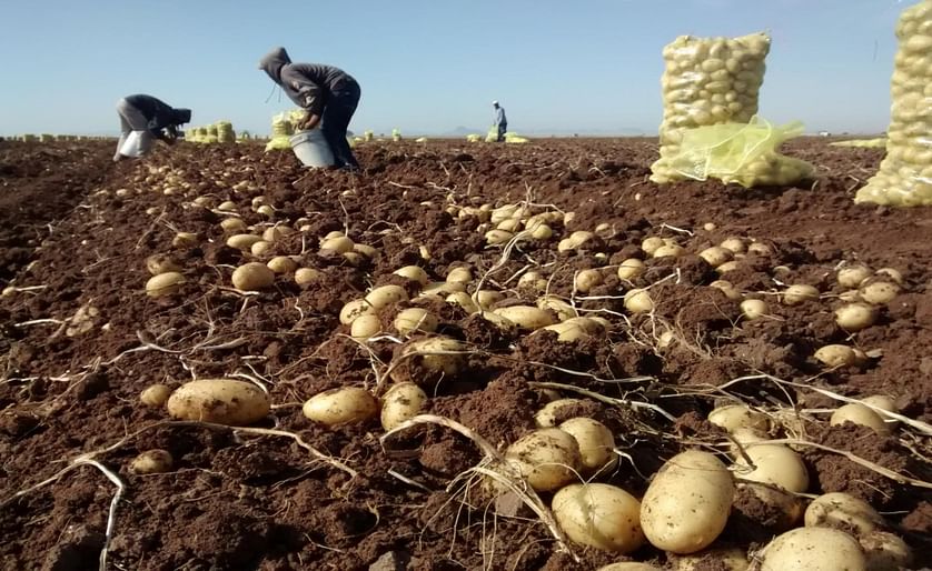 Chile: La ola de calor no causó daños graves en los cultivos