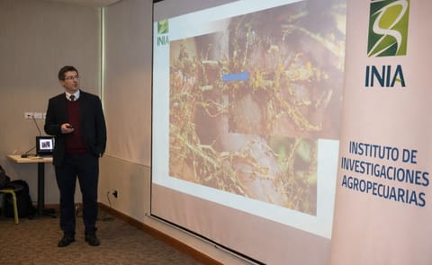 Chile: Lanzan tecnología para prevenir el nematodo dorado de la papa Chile: Lanzan tecnología para prevenir el nematodo dorado de la papa
