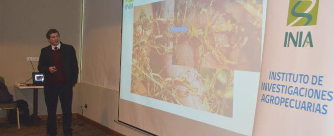 Chile: Lanzan tecnología para prevenir el nematodo dorado de la papa