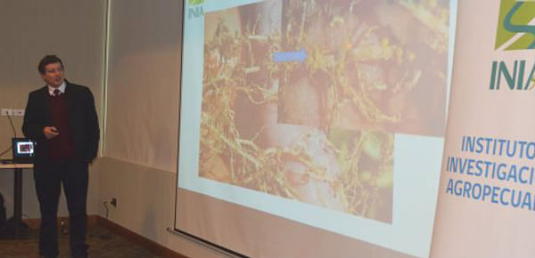 Chile: Lanzan tecnología para prevenir el nematodo dorado de la papa