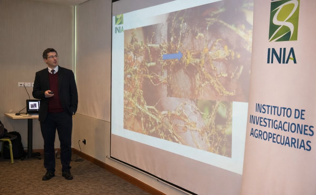 Chile: Lanzan tecnología para prevenir el nematodo dorado de la papa