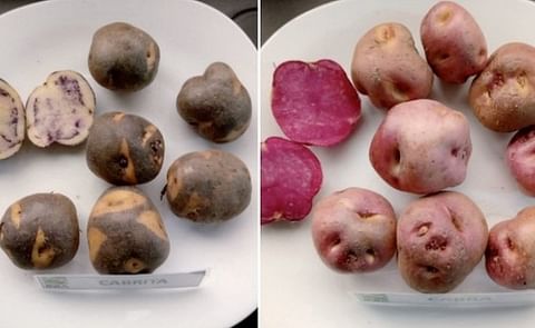 Chile presenta características morfológicas, productivas y alimenticias de 4 variedades nativas de papa Chilota. Chile presenta características morfológicas, productivas y alimenticias de 4 variedades nativas de papa Chilota.