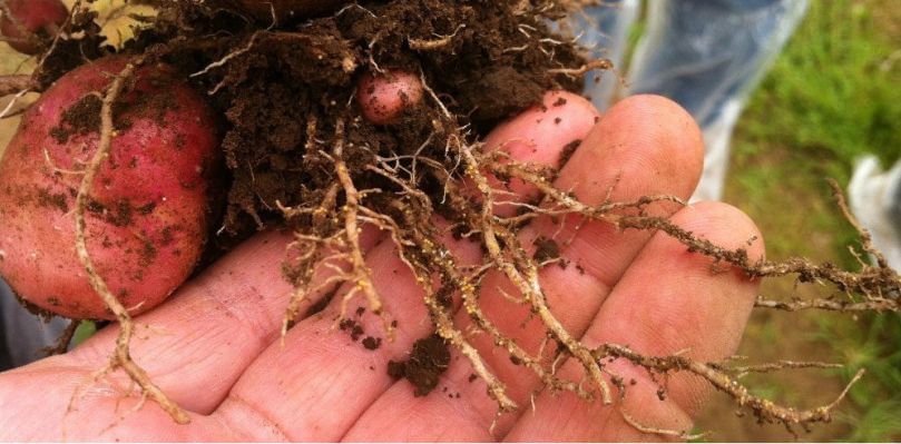 Chile: Piden un mejor control de las plagas de la papa