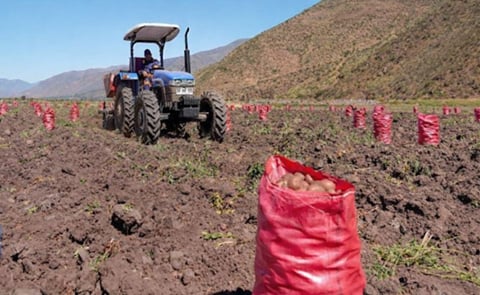 Potato harvesting in Chile Potato harvesting in Chile