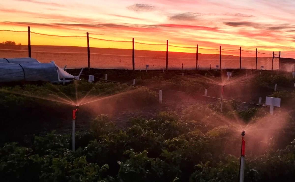 Chile: Sistema de control de heladas en el cultivo de papas. Chile: Sistema de control de heladas en el cultivo de papas.