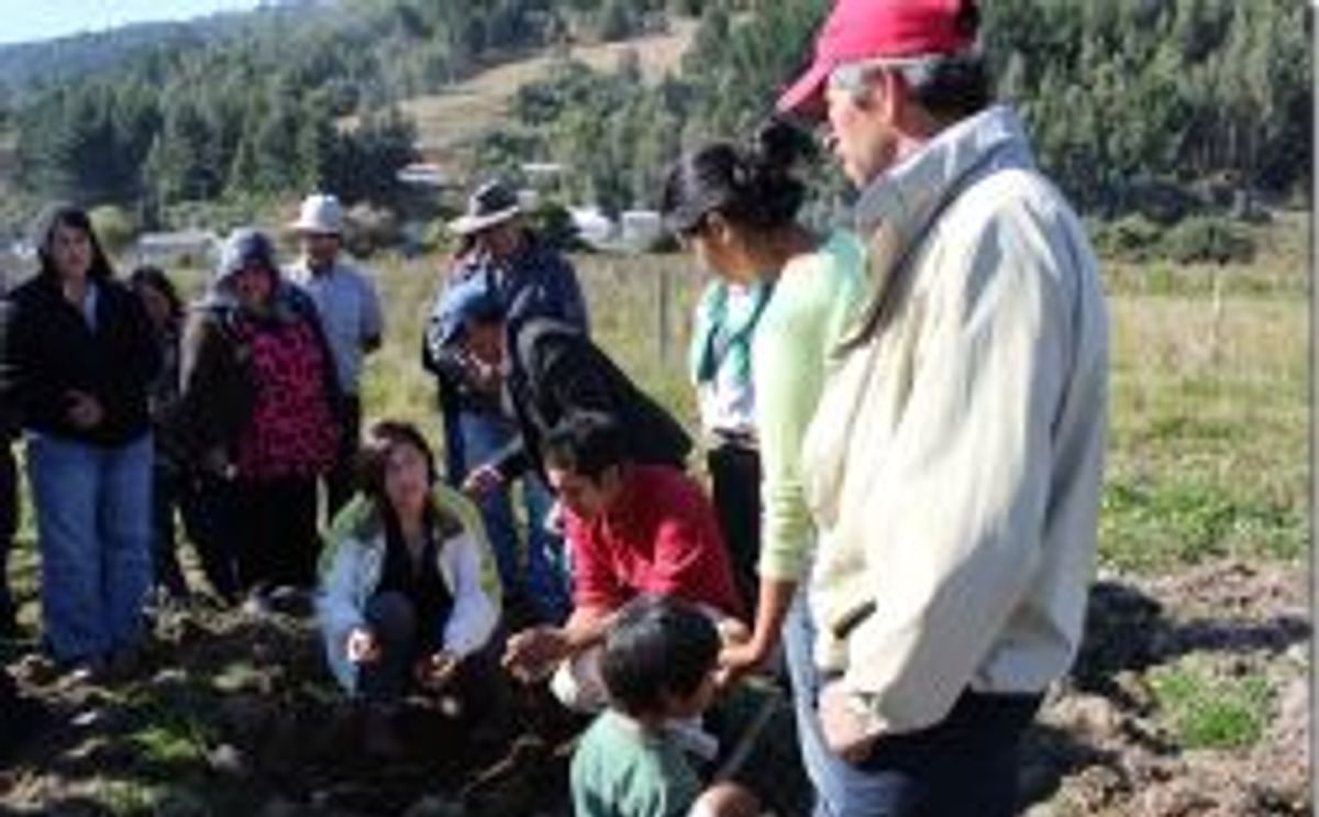 Agricultores chilenos aprenden a prevenir y manejar enfermedades de la papa