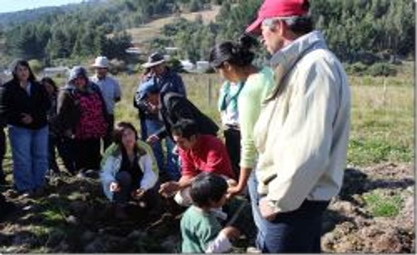 Agricultores chilenos aprenden a prevenir y manejar enfermedades de la papa