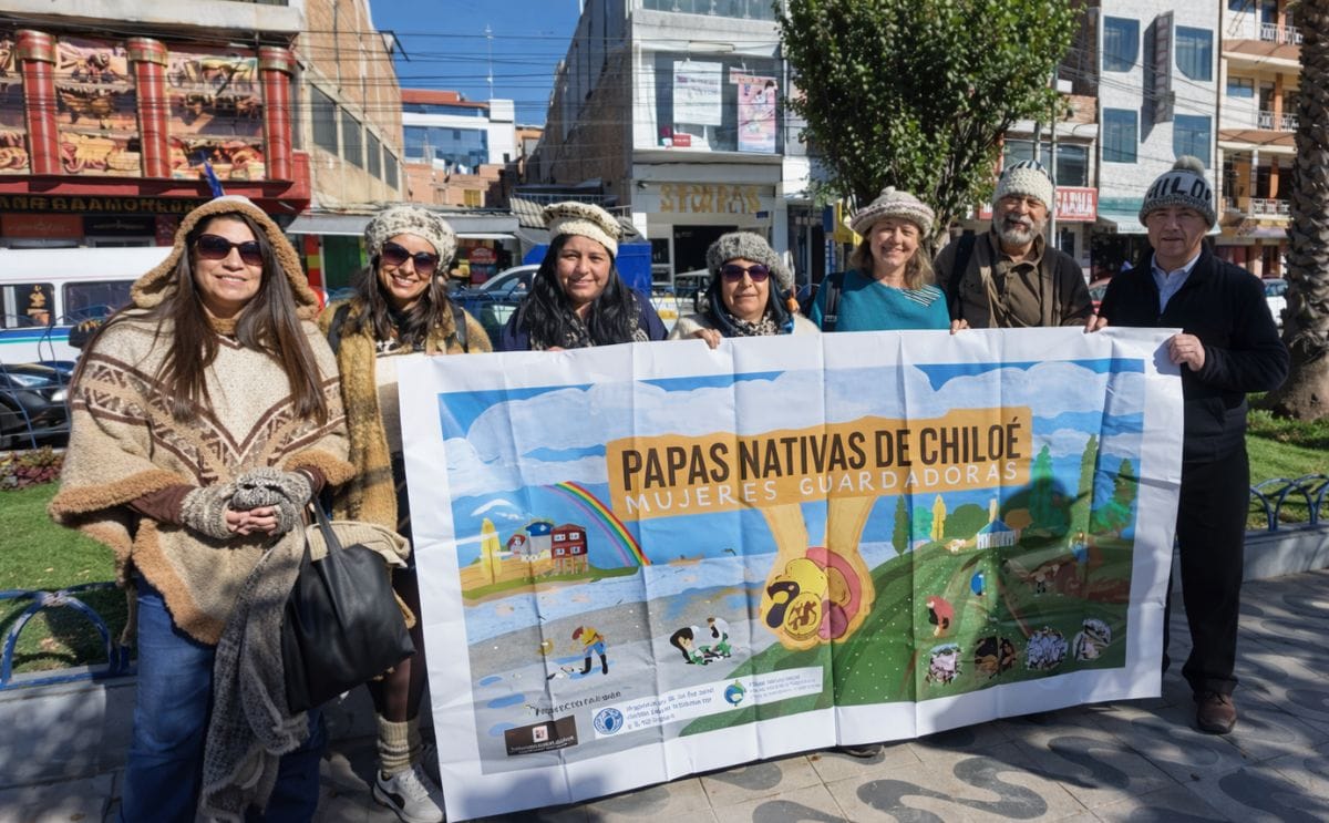 Women guardians of native potatoes in Chiloé, Chile promote the conservation of traditional potato biodiversity and agricultural heritage Women guardians of native potatoes in Chiloé, Chile promote the conservation of traditional potato biodiversity and agricultural heritage