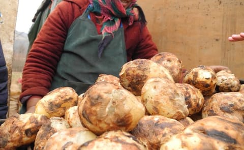 Para el 2020 China convertirá a la papa en su alimento básico Para el 2020 China convertirá a la papa en su alimento básico