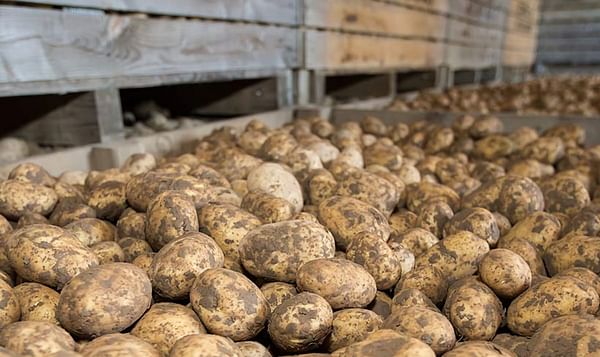 China: Positive demand for potatoes could raise prices