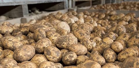 China: Positive demand for potatoes could raise prices