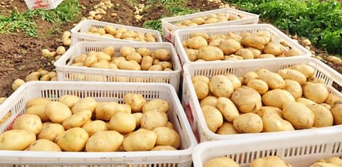 The market price of potatoes in Gansu, China recently showed a rising trend. (Courtesy: Global Potato News)