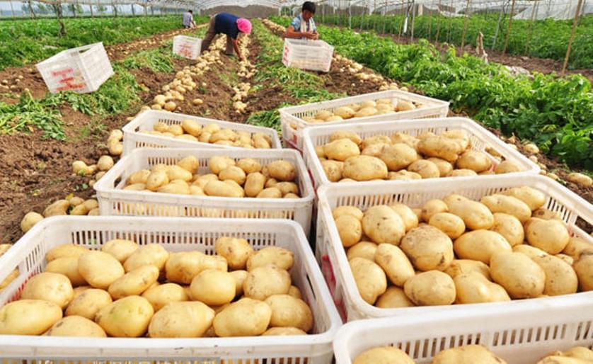 The market price of potatoes in Gansu, China recently showed a rising trend.