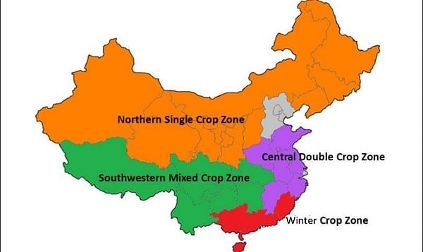 Potato Production in China to rebound this marketing year