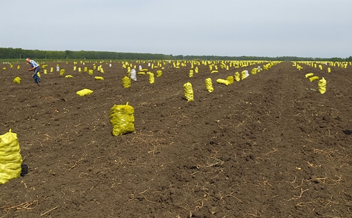 China - Netherlands cooperation on improvement of China potato production China - Netherlands cooperation on improvement of China potato production