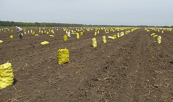 China - Netherlands cooperation on improvement of China potato production