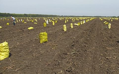 China - Netherlands cooperation on improvement of China potato production China - Netherlands cooperation on improvement of China potato production
