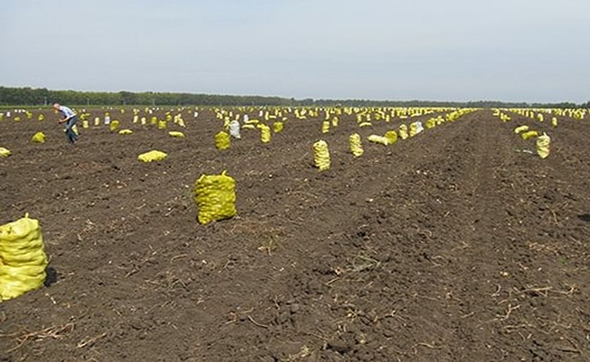 China - Netherlands cooperation on improvement of China potato production