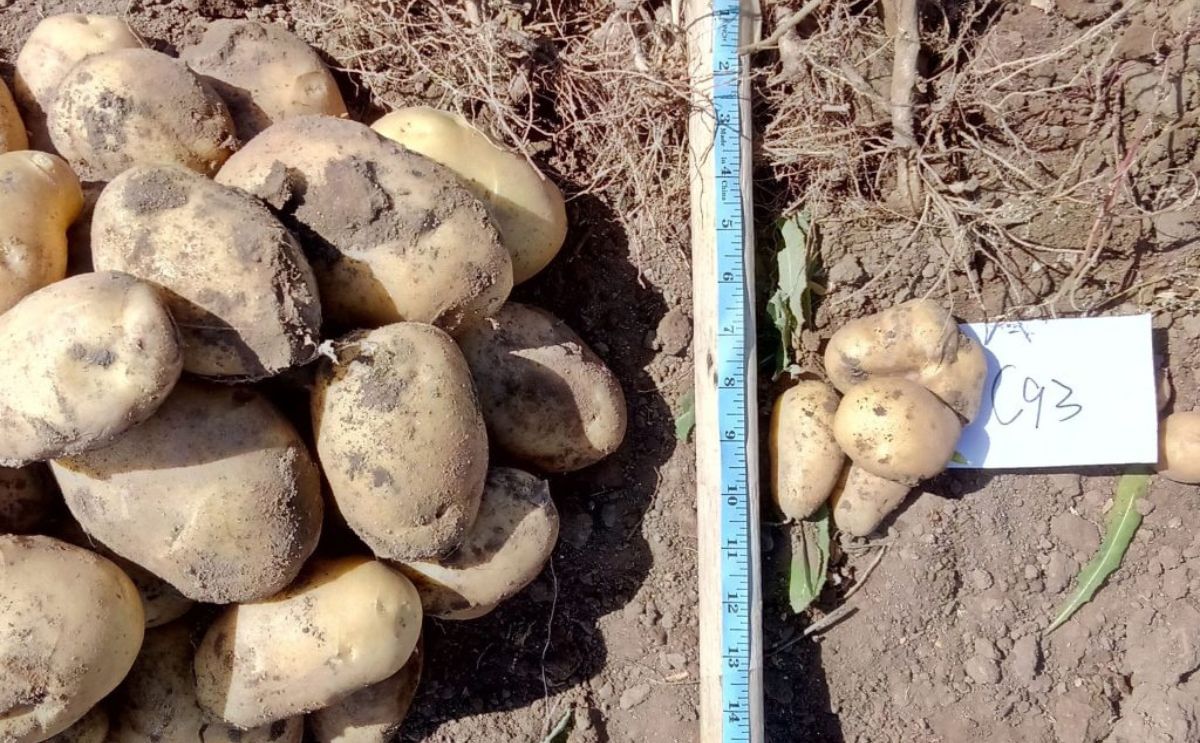 China potato drought research