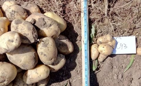 China potato drought research China potato drought research