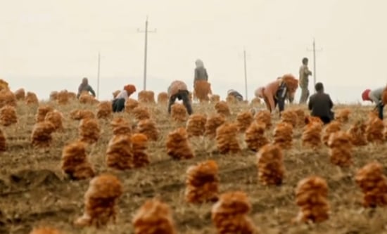 Harvesting Potatoes in Inner Mongolia Harvesting Potatoes in Inner Mongolia
