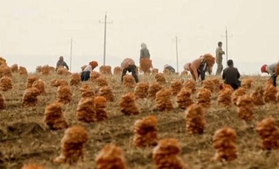 Harvesting Potatoes in Inner Mongolia
