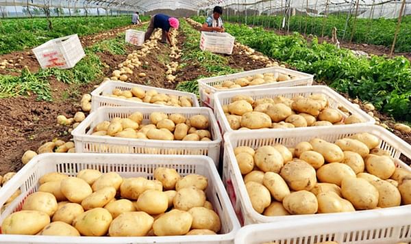 China: Price of new potatoes continues to drop