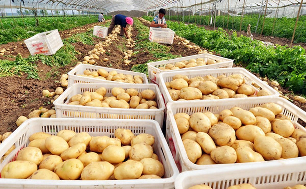 China: Price of new potatoes continues to drop