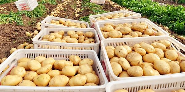 China: Price of new potatoes continues to drop