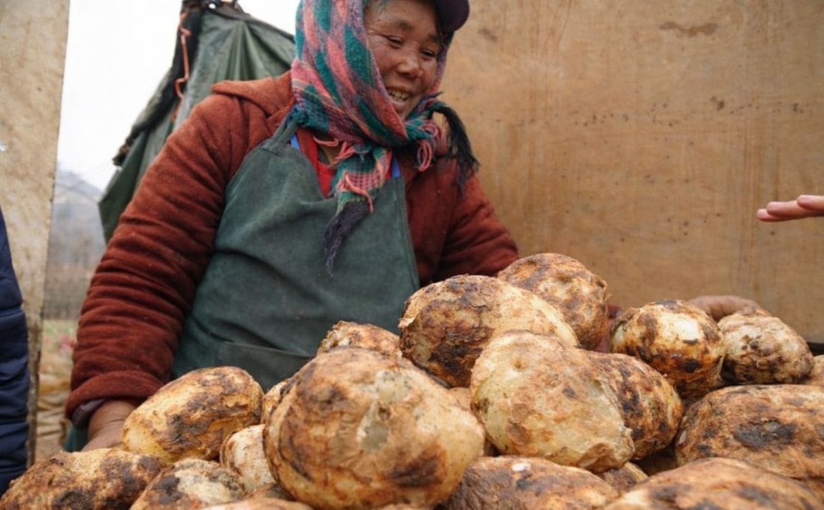 Para el 2020 China convertirá a la papa en su alimento básico Para el 2020 China convertirá a la papa en su alimento básico