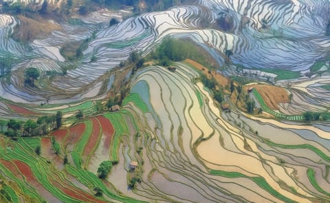 Are Potatoes the Answer to China's Food Security Problem? Are Potatoes the Answer to China's Food Security Problem?