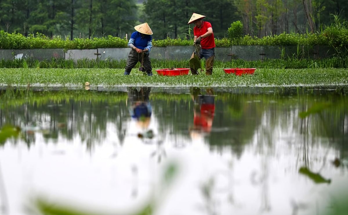 China’s total arable land has decreased amid rapid urbanisation in recent decades, but the trend has reversed for the past two years