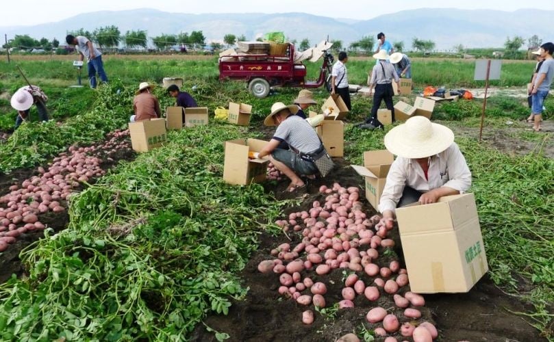 The Qingshu 9 variety was developed from the genetic material sent by the CIP from Peru and has been successfully disseminated in China. It is tolerant to viruses and drought. The Qingshu 9 variety was developed from the genetic material sent by the CIP from Peru and has been successfully disseminated in China. It is tolerant to viruses and drought.