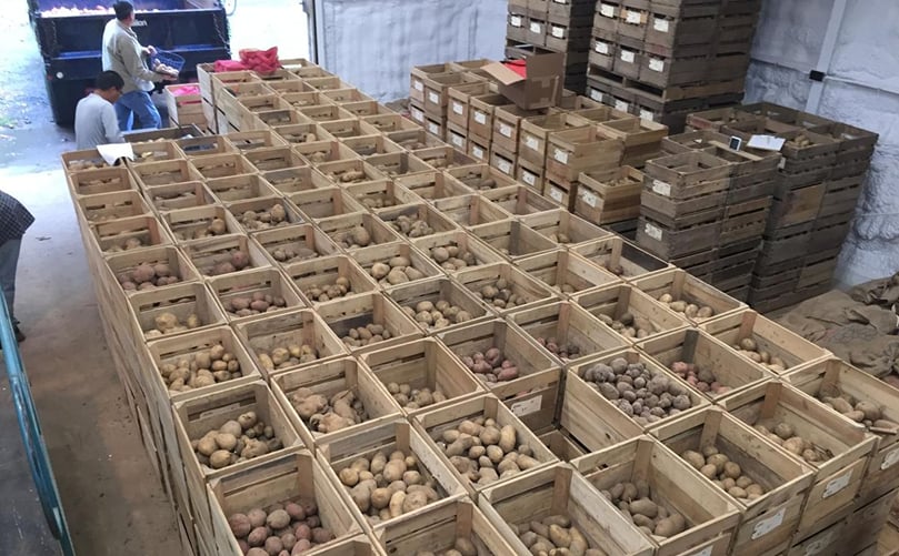 At harvest time, the trialed potatoes are harvested and placed in crates for data collection. Penn State’s potato research team collects information on weight, specific gravity, size profiles, internal/external defects and descriptions, and frying quality. (Courtesy: Robert Leiby) chip lab samples
